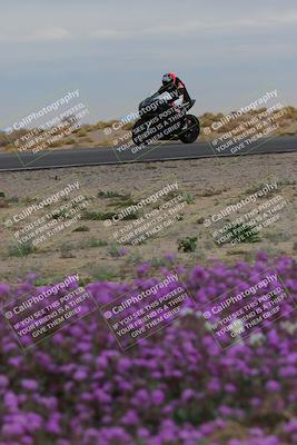 media/Jan-14-2023-SoCal Trackdays (Sat) [[497694156f]]/Turn 14 Exit Bloomig (145pm)/